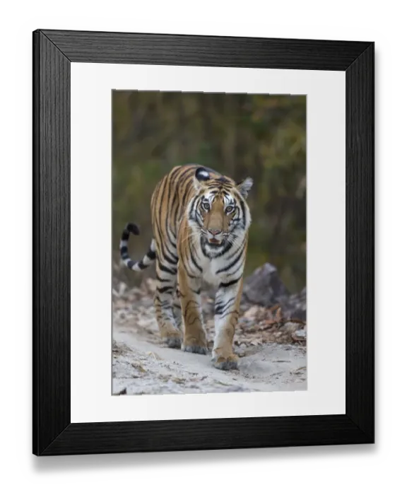 Framed Print : Indian Tiger (Panthera tigris tigris) adult, walking on forest track, Kanha N. P. Madhya Pradesh, India, March Framed Print : Indian Tiger (Panthera tigris tigris) adult, walking on forest track, Kanha N. P. Madhya Pradesh, India, March