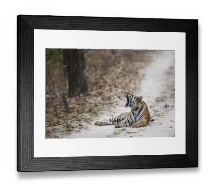 Framed Print : Indian Tiger (Panthera tigris tigris) adult, yawning, laying on forest track, Kanha N. P. Madhya Pradesh, India, March Framed Print : Indian Tiger (Panthera tigris tigris) adult, yawning, laying on forest track, Kanha N. P. Madhya Pradesh, India, March