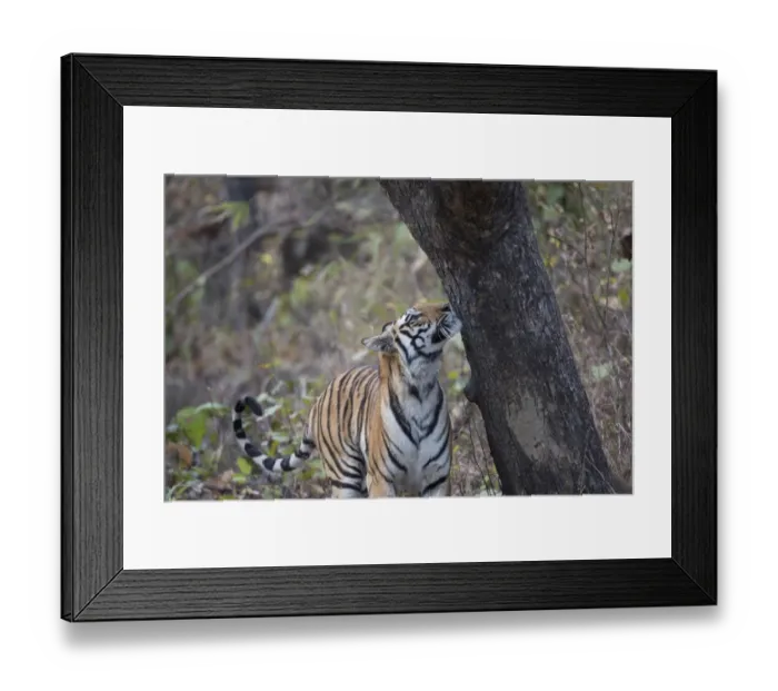 Framed Print : Indian Tiger (Panthera tigris tigris) adult, smelling scent mark on tree trunk, Kanha N. P. Madhya Pradesh, India, March Framed Print : Indian Tiger (Panthera tigris tigris) adult, smelling scent mark on tree trunk, Kanha N. P. Madhya Pradesh, India, March