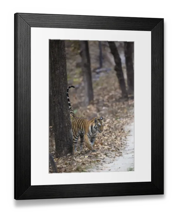 Framed Print : Indian Tiger (Panthera tigris tigris) adult, scent marking tree trunk with urine, Kanha N. P