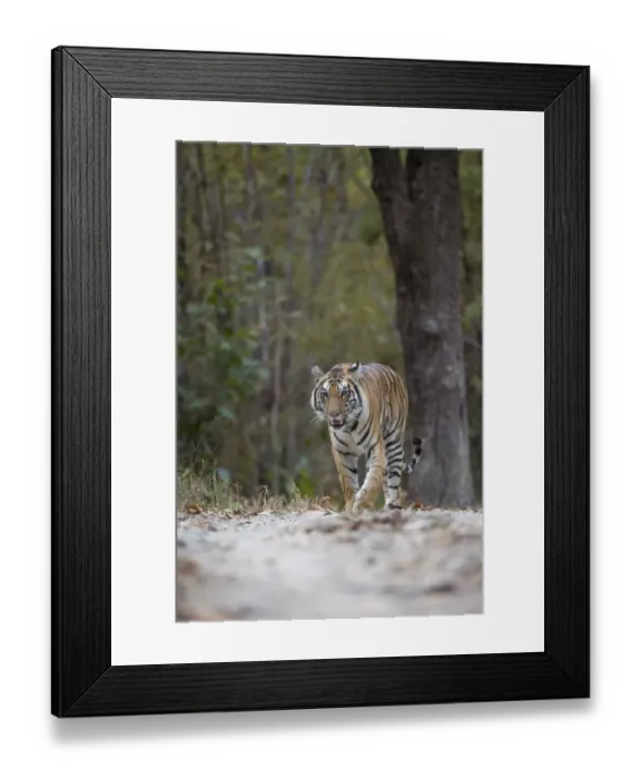 Framed Print : Indian Tiger (Panthera tigris tigris) adult, walking on forest track, Kanha N. P. Madhya Pradesh, India, March Framed Print : Indian Tiger (Panthera tigris tigris) adult, walking on forest track, Kanha N. P. Madhya Pradesh, India, March