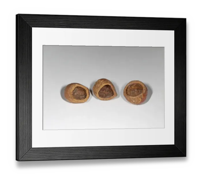 Framed Print : Bank Vole (Myodes glareolus) eaten hazelnuts Framed Print : Bank Vole (Myodes glareolus) eaten hazelnuts