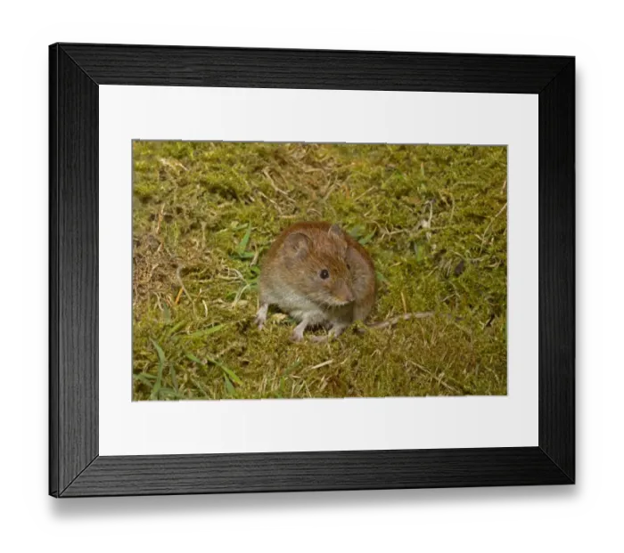 Framed Print : Bank Vole (Myodes glareolus) adult female, standing on moss, Norfolk, England, July (controlled) Framed Print : Bank Vole (Myodes glareolus) adult female, standing on moss, Norfolk, England, July (controlled)