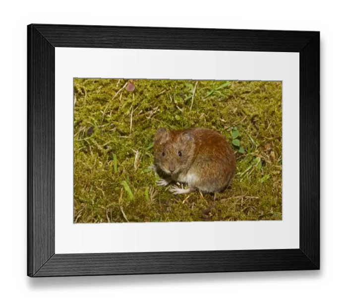Framed Print : Bank Vole (Myodes glareolus) adult female, standing on moss, Norfolk, England, July (controlled) Framed Print : Bank Vole (Myodes glareolus) adult female, standing on moss, Norfolk, England, July (controlled)
