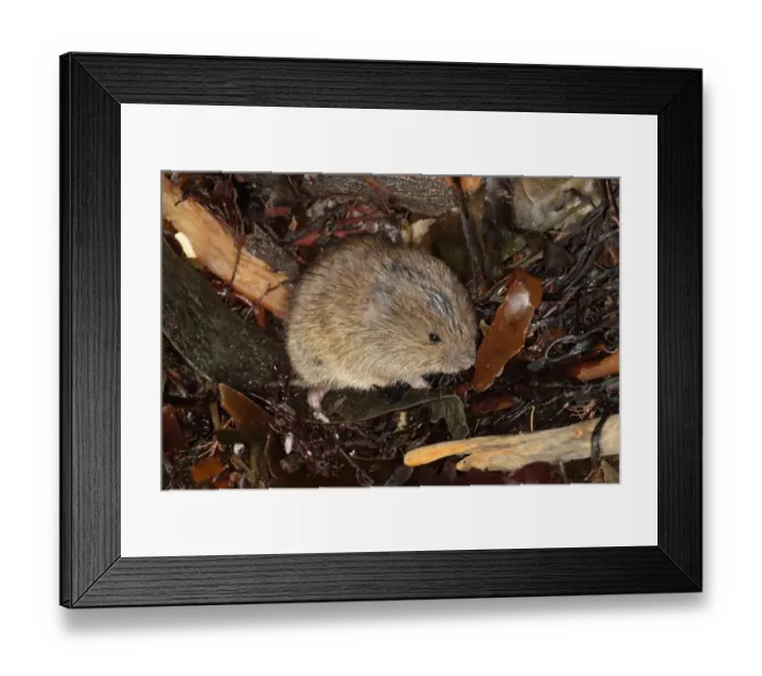 Framed Print : Field Vole (Microtus agrestis) adult, on beach strandline, Kimmeridge, Isle of Purbeck, Dorset, England, December