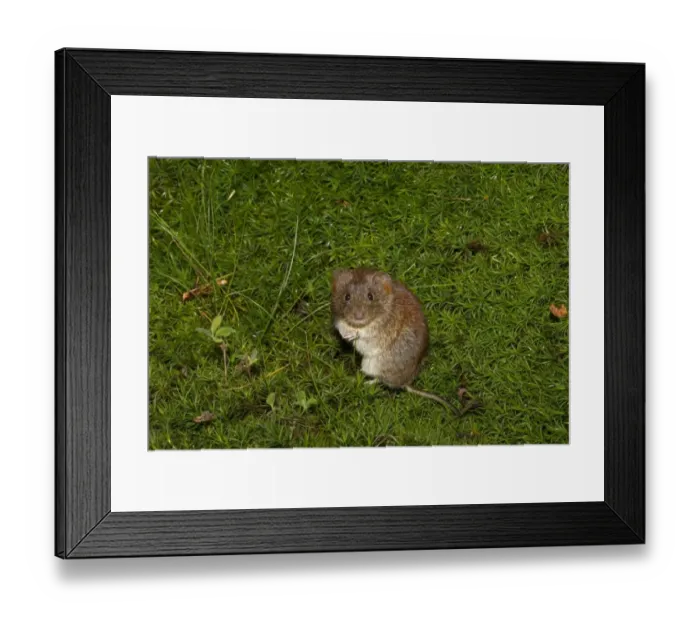 Framed Print : Bank Vole (Myodes glareolus) adult female, sitting on moss, Norfolk, England, September (controlled) Framed Print : Bank Vole (Myodes glareolus) adult female, sitting on moss, Norfolk, England, September (controlled)