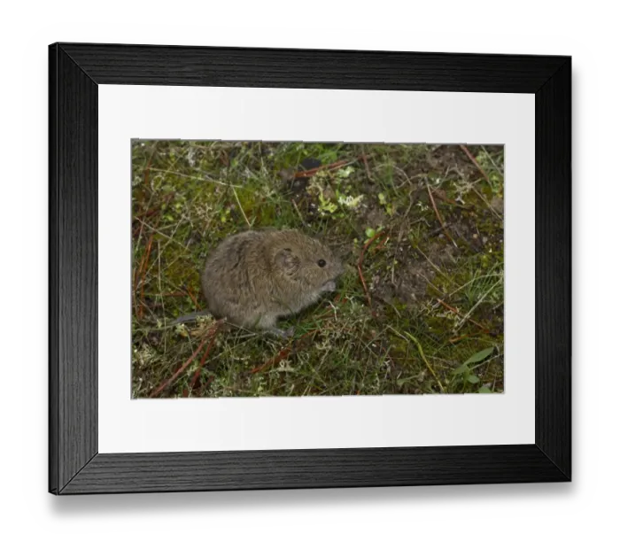Framed Print : Common Vole (Microtus arvalis) adult, feeding, Castilla y Leon, Spain, October (controlled) Framed Print : Common Vole (Microtus arvalis) adult, feeding, Castilla y Leon, Spain, October (controlled)