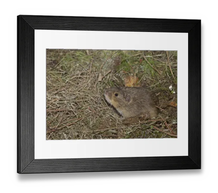 Framed Print : Common Vole (Microtus arvalis) adult, sniffing, Castilla y Leon, Spain, October (controlled) Framed Print : Common Vole (Microtus arvalis) adult, sniffing, Castilla y Leon, Spain, October (controlled)