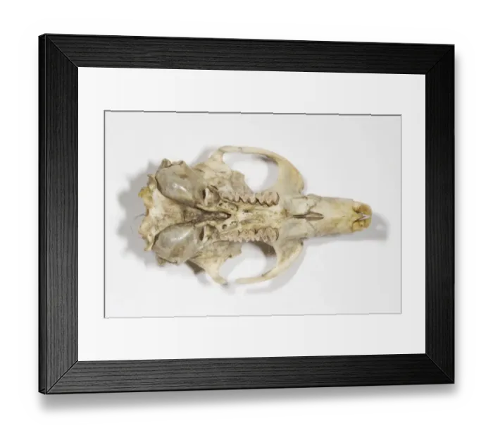 Framed Print : Water Vole (Arvicola terrestris) skull Framed Print : Water Vole (Arvicola terrestris) skull