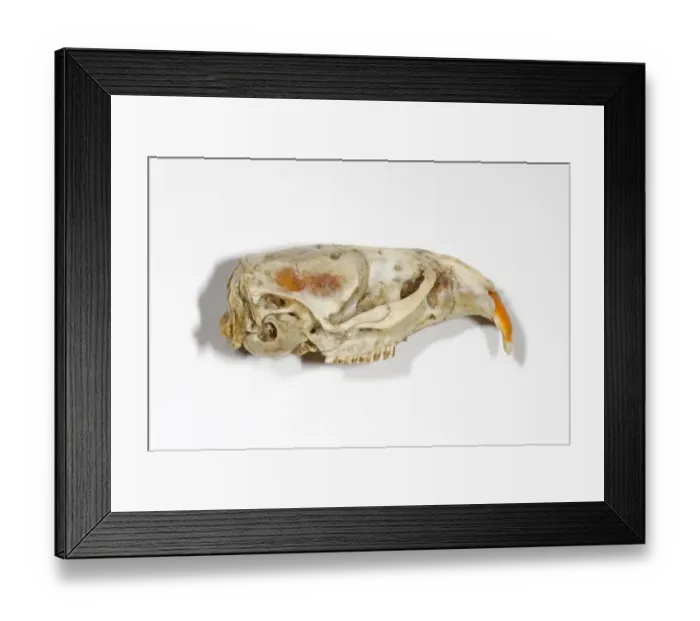 Framed Print : Water Vole (Arvicola terrestris) skull Framed Print : Water Vole (Arvicola terrestris) skull
