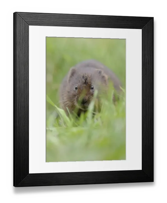 Framed Print : Water Vole (Arvicola terrestris) adult, standing amongst grass on canal bank, Cromford Canal, Derbyshire, England Framed Print : Water Vole (Arvicola terrestris) adult, standing amongst grass on canal bank, Cromford Canal, Derbyshire, England