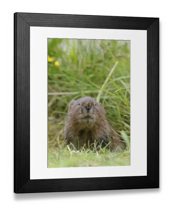 Framed Print : Water Vole (Arvicola terrestris) adult, looking out from hole entrance on canal bank, Cromford Canal, Derbyshire Framed Print : Water Vole (Arvicola terrestris) adult, looking out from hole entrance on canal bank, Cromford Canal, Derbyshire