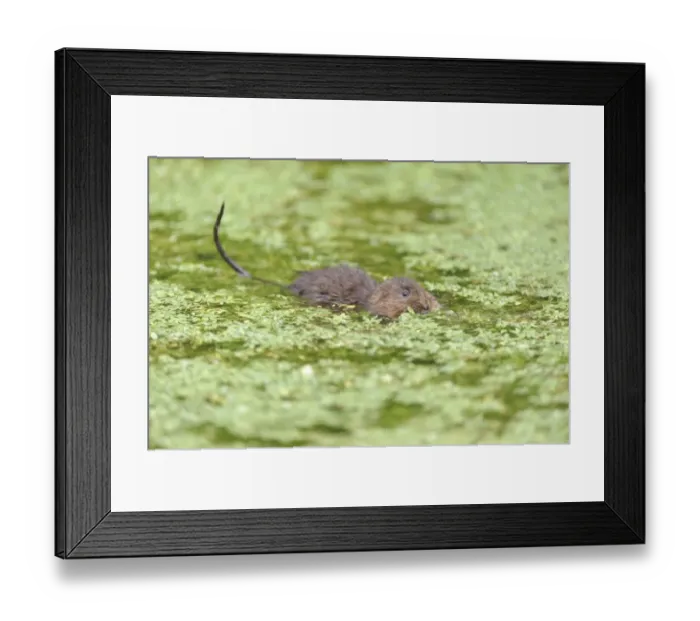 Framed Print : Water Vole (Arvicola terrestris) adult, feeding on waterweed at surface of water, Cromford Canal, Derbyshire, England Framed Print : Water Vole (Arvicola terrestris) adult, feeding on waterweed at surface of water, Cromford Canal, Derbyshire, England