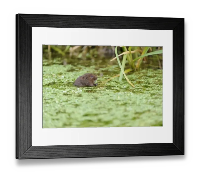 Framed Print : Water Vole (Arvicola terrestris) adult, feeding on waterweed at surface of water, Cromford Canal, Derbyshire, England Framed Print : Water Vole (Arvicola terrestris) adult, feeding on waterweed at surface of water, Cromford Canal, Derbyshire, England