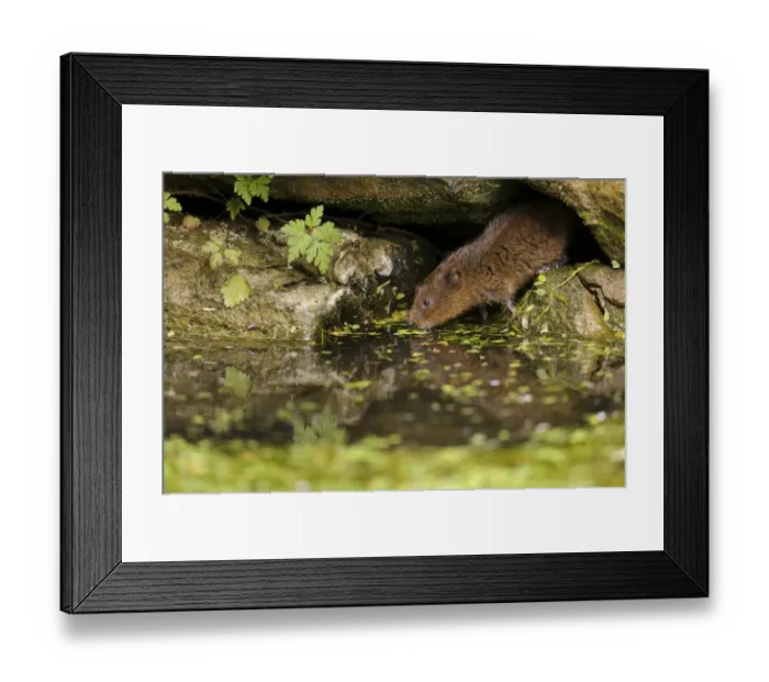 Framed Print : Water Vole (Arvicola terrestris) adult, emerging from burrow entrance amongst rocks on canal bank, Cromford Canal