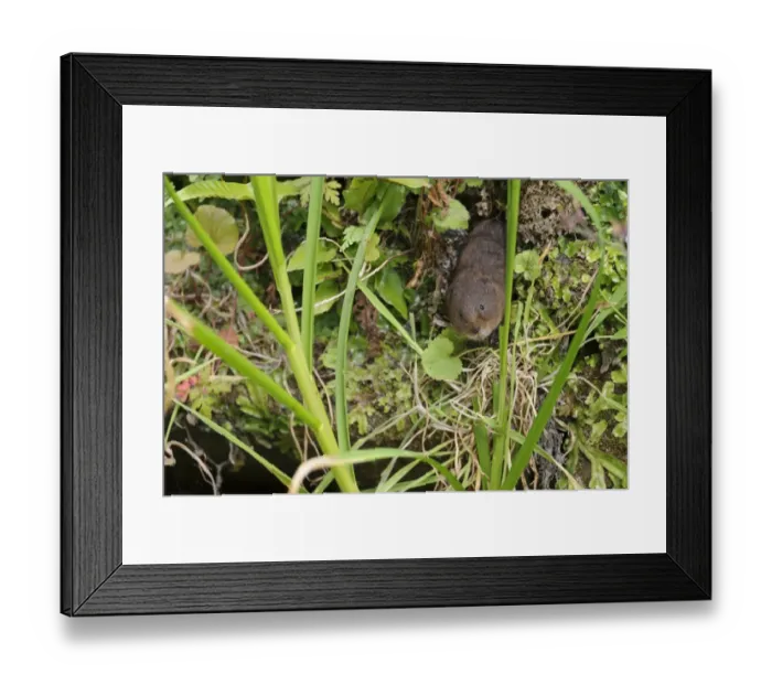 Framed Print : Water Vole (Arvicola terrestris) adult, emerging from burrow entrance on canal bank, Cromford Canal, Derbyshire Framed Print : Water Vole (Arvicola terrestris) adult, emerging from burrow entrance on canal bank, Cromford Canal, Derbyshire