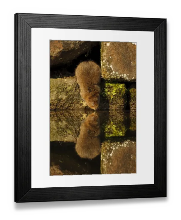 Framed Print : Water Vole (Arvicola terrestris) adult, standing on canal bank with reflection in water, Cromford Canal, Derbyshire