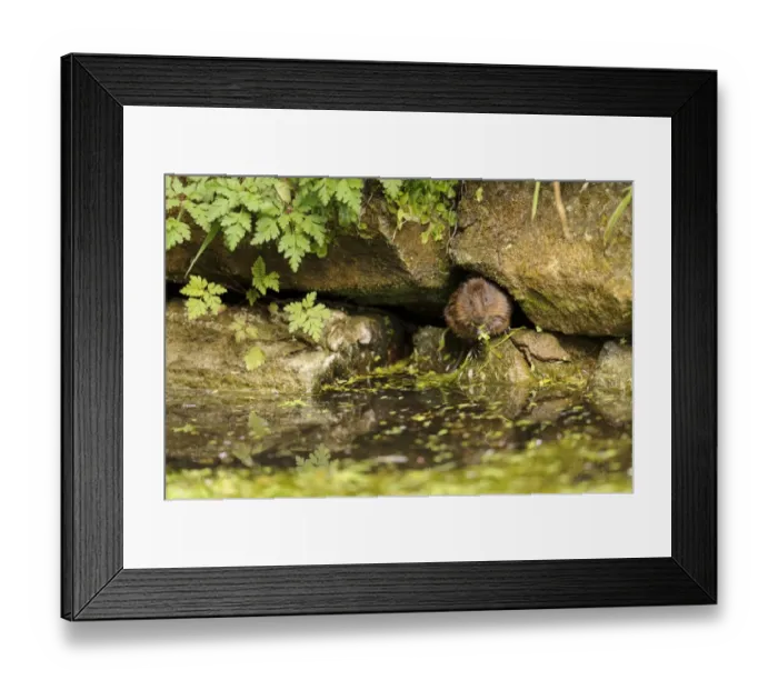Framed Print : Water Vole (Arvicola terrestris) adult, feeding on waterweed, at burrow entrance amongst rocks on canal bank Framed Print : Water Vole (Arvicola terrestris) adult, feeding on waterweed, at burrow entrance amongst rocks on canal bank