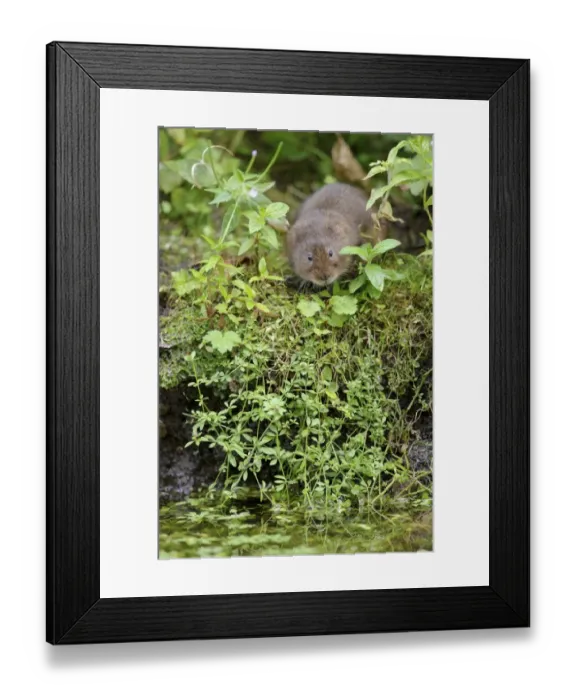 Framed Print : Water Vole (Arvicola terrestris) adult, standing on canal bank, Cromford Canal, Derbyshire, England, August Framed Print : Water Vole (Arvicola terrestris) adult, standing on canal bank, Cromford Canal, Derbyshire, England, August