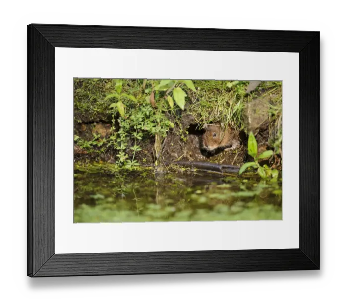 Framed Print : Water Vole (Arvicola terrestris) adult, looking out from burrow entrance on canal bank, Cromford Canal, Derbyshire Framed Print : Water Vole (Arvicola terrestris) adult, looking out from burrow entrance on canal bank, Cromford Canal, Derbyshire