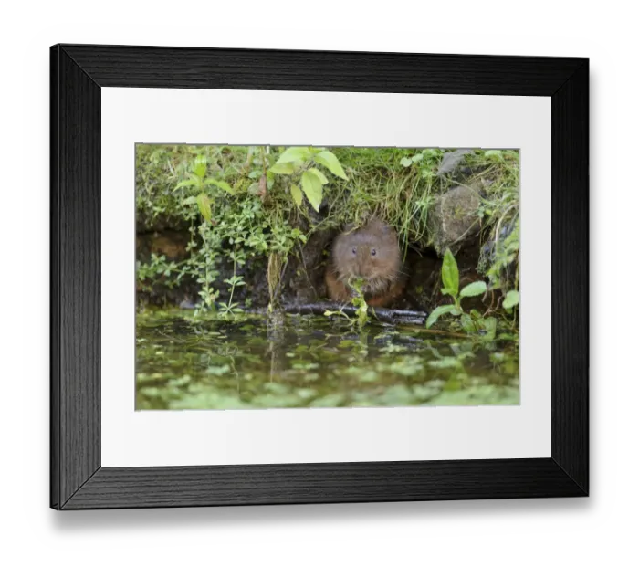 Framed Print : Water Vole (Arvicola terrestris) adult, feeding on waterweed, at burrow entrance on canal bank, Cromford Canal Framed Print : Water Vole (Arvicola terrestris) adult, feeding on waterweed, at burrow entrance on canal bank, Cromford Canal