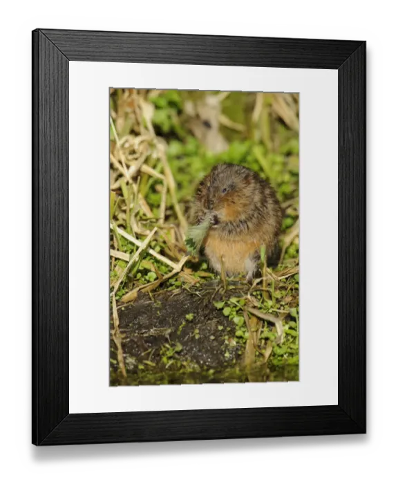 Framed Print : Water Vole (Arvicola terrestris) adult, feeding on rolled up Stinging Nettle (Urtica dioica) leaf Framed Print : Water Vole (Arvicola terrestris) adult, feeding on rolled up Stinging Nettle (Urtica dioica) leaf