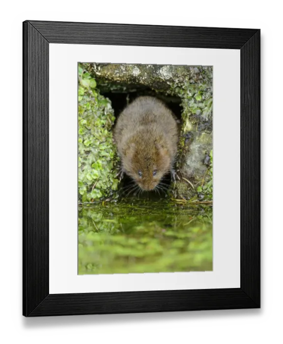 Framed Print : Water Vole (Arvicola terrestris) adult, at hole entrance on canal bank, Cromford Canal, Derbyshire, England, March Framed Print : Water Vole (Arvicola terrestris) adult, at hole entrance on canal bank, Cromford Canal, Derbyshire, England, March