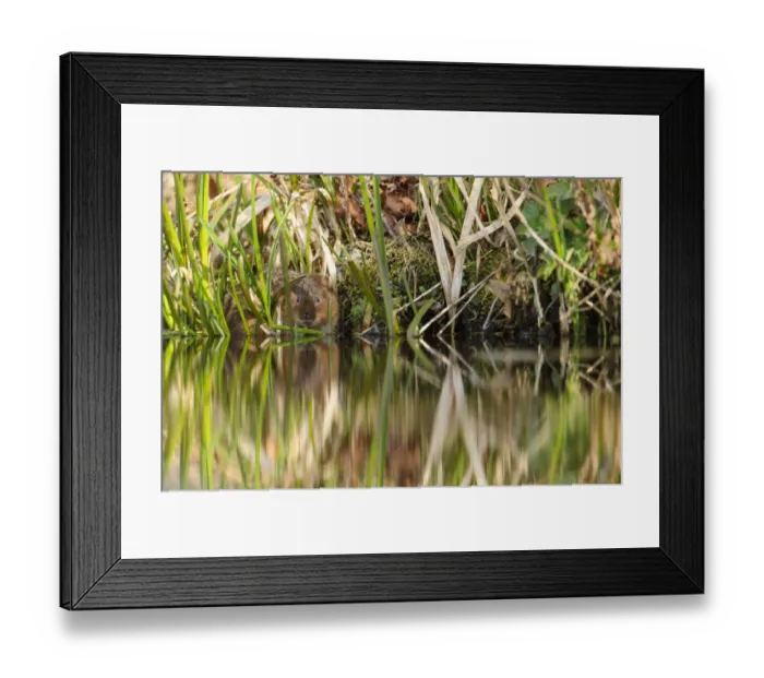 Framed Print : Water Vole (Arvicola terrestris) adult, feeding on reeds at edge of canal bank, Cromford Canal, Derbyshire, England Framed Print : Water Vole (Arvicola terrestris) adult, feeding on reeds at edge of canal bank, Cromford Canal, Derbyshire, England