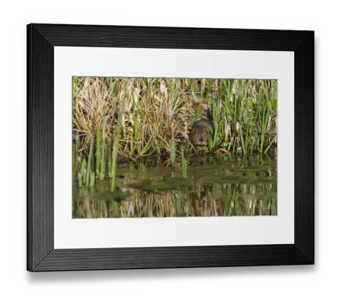 Framed Print : Water Vole (Arvicola terrestris) adult, standing in reedbed on canal bank, Cromford Canal, Derbyshire, England, March Framed Print : Water Vole (Arvicola terrestris) adult, standing in reedbed on canal bank, Cromford Canal, Derbyshire, England, March