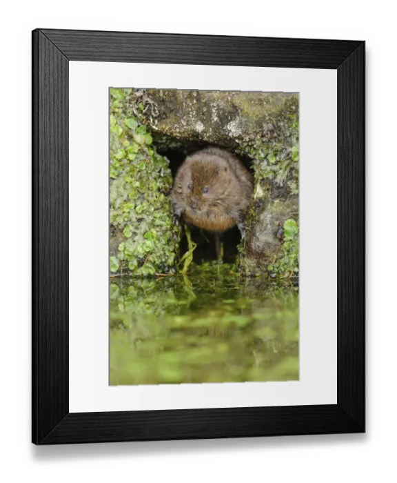 Framed Print : Water Vole (Arvicola terrestris) adult, at hole entrance on canal bank, Cromford Canal, Derbyshire, England, March