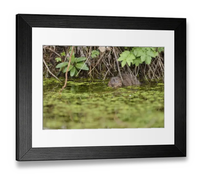 Framed Print : Water Vole (Arvicola terrestris) adult, swimming amongst waterweed at surface of water, Cromford Canal, Derbyshire Framed Print : Water Vole (Arvicola terrestris) adult, swimming amongst waterweed at surface of water, Cromford Canal, Derbyshire