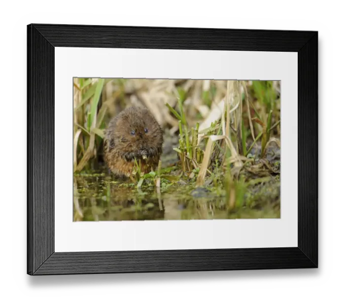 Framed Print : Water Vole (Arvicola terrestris) adult, feeding on reed stems in shallow water, Cromford Canal, Derbyshire, England