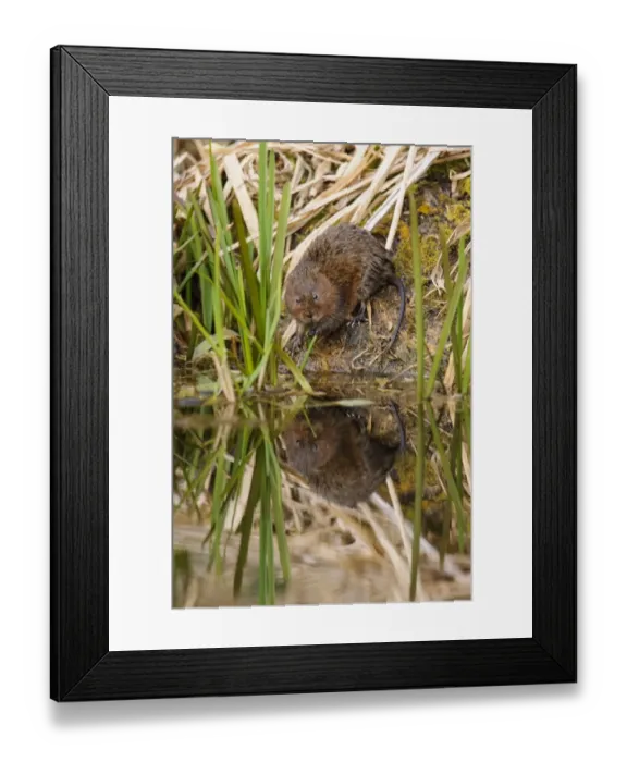 Framed Print : Water Vole (Arvicola terrestris) adult, standing on canal bank with reflection in water, Cromford Canal, Derbyshire Framed Print : Water Vole (Arvicola terrestris) adult, standing on canal bank with reflection in water, Cromford Canal, Derbyshire