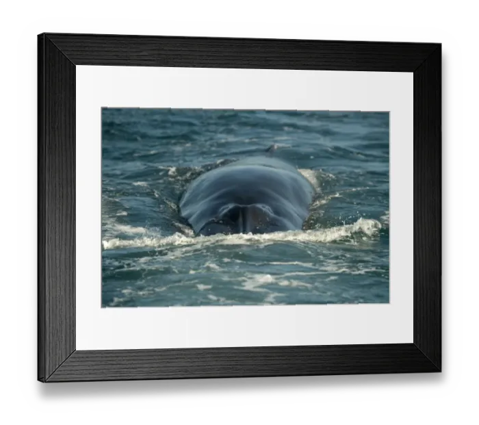 Framed Print : Brydes Whale (Balaenoptera edeni) adult, swimming at sea surface, offshore Port St Framed Print : Brydes Whale (Balaenoptera edeni) adult, swimming at sea surface, offshore Port St