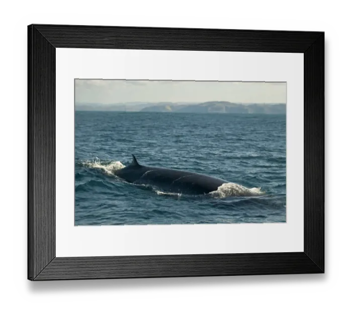 Framed Print : Brydes Whale (Balaenoptera edeni) adult, swimming at sea surface, offshore Port St Framed Print : Brydes Whale (Balaenoptera edeni) adult, swimming at sea surface, offshore Port St