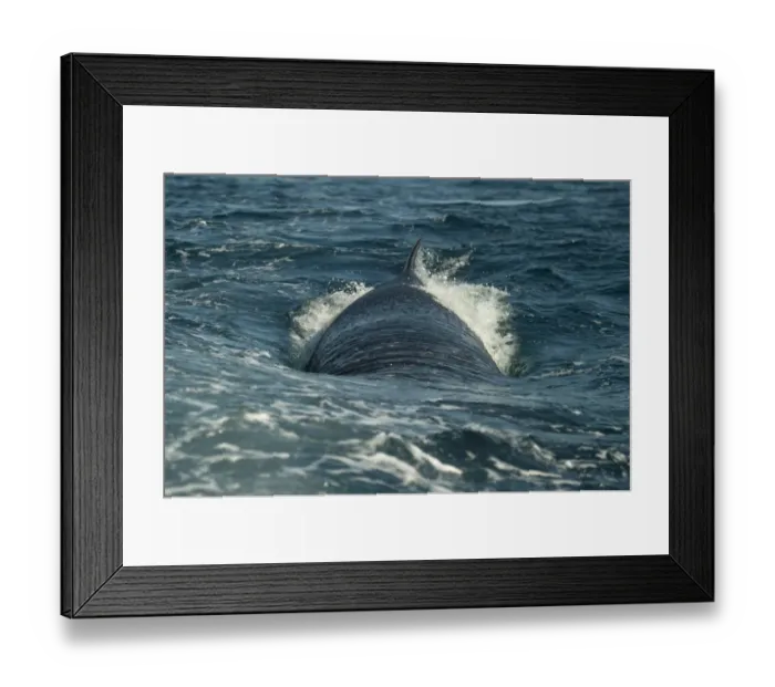 Framed Print : Brydes Whale (Balaenoptera edeni) adult, swimming at sea surface, offshore Port St Framed Print : Brydes Whale (Balaenoptera edeni) adult, swimming at sea surface, offshore Port St