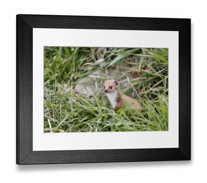 Framed Print : Weasel (Mustela nivalis) adult, standing amongst grass (captive) Framed Print : Weasel (Mustela nivalis) adult, standing amongst grass (captive)