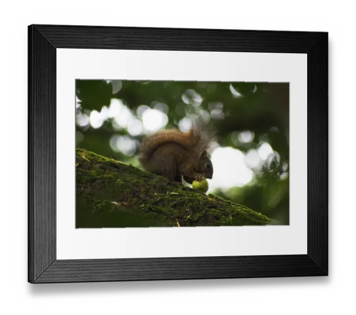 Framed Print : Red-tailed Squirrel (Sciurus granatensis) adult, feeding on fruit, sitting on branch, Tobago, Trinidad and Tobago Framed Print : Red-tailed Squirrel (Sciurus granatensis) adult, feeding on fruit, sitting on branch, Tobago, Trinidad and Tobago