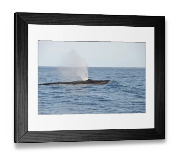 Framed Print : Sei Whale (Balaenoptera borealis) adult, spouting, swimming at surface, Azores, June