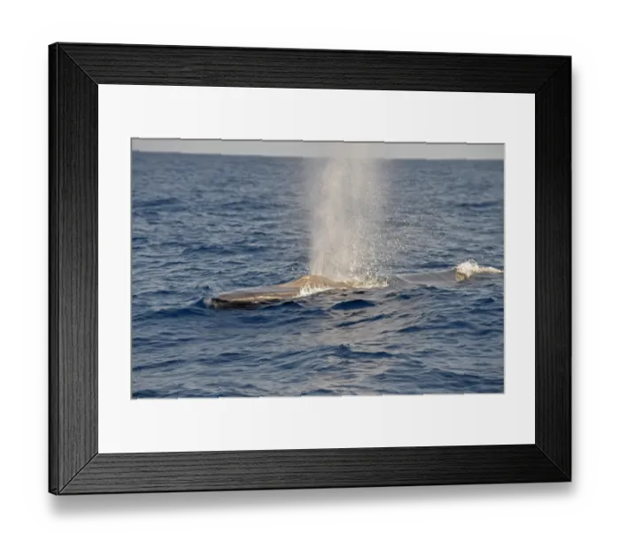 Framed Print : Fin Whale (Balaenoptera physalus) adult, spouting, swimming at surface, Azores, June Framed Print : Fin Whale (Balaenoptera physalus) adult, spouting, swimming at surface, Azores, June