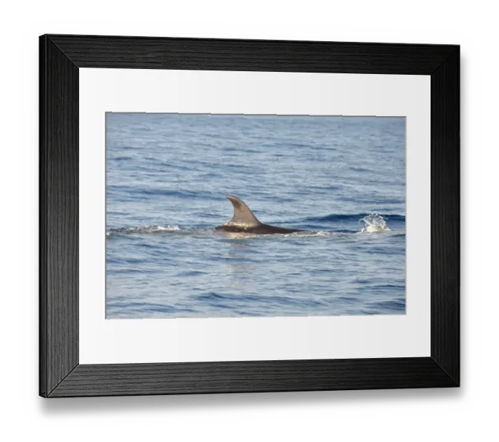 Framed Print : Sei Whale (Balaenoptera borealis) adult, dorsal fin, swimming at surface, Azores, June
