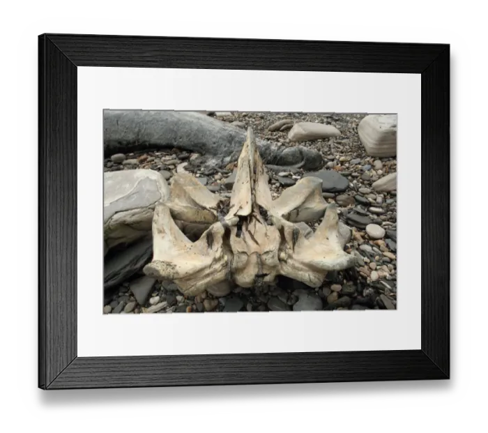 Framed Print : Fin Whale (Balaenoptera physalus) skull, on pebble beach, Dorset, England, February Framed Print : Fin Whale (Balaenoptera physalus) skull, on pebble beach, Dorset, England, February