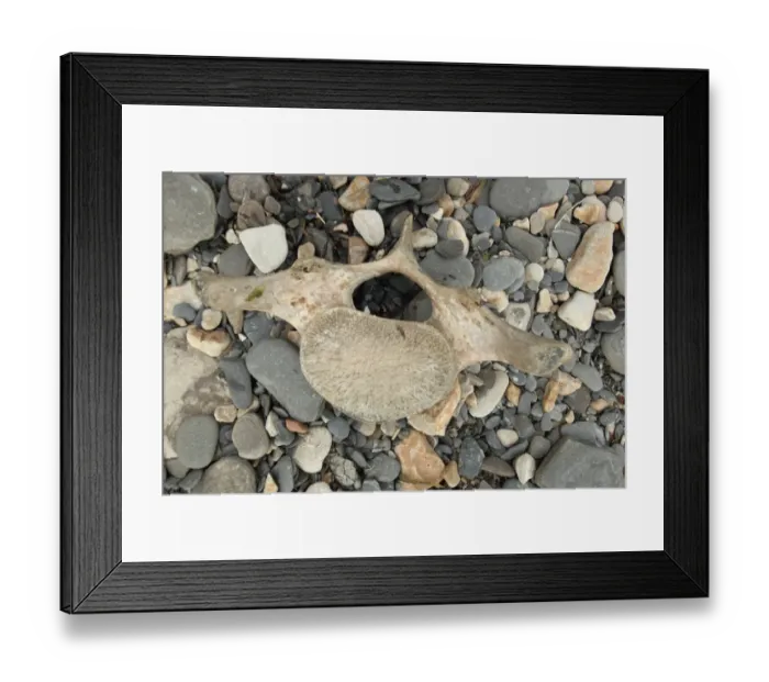 Framed Print : Fin Whale (Balaenoptera physalus) vertabra, on pebble beach, Dorset, England, February Framed Print : Fin Whale (Balaenoptera physalus) vertabra, on pebble beach, Dorset, England, February