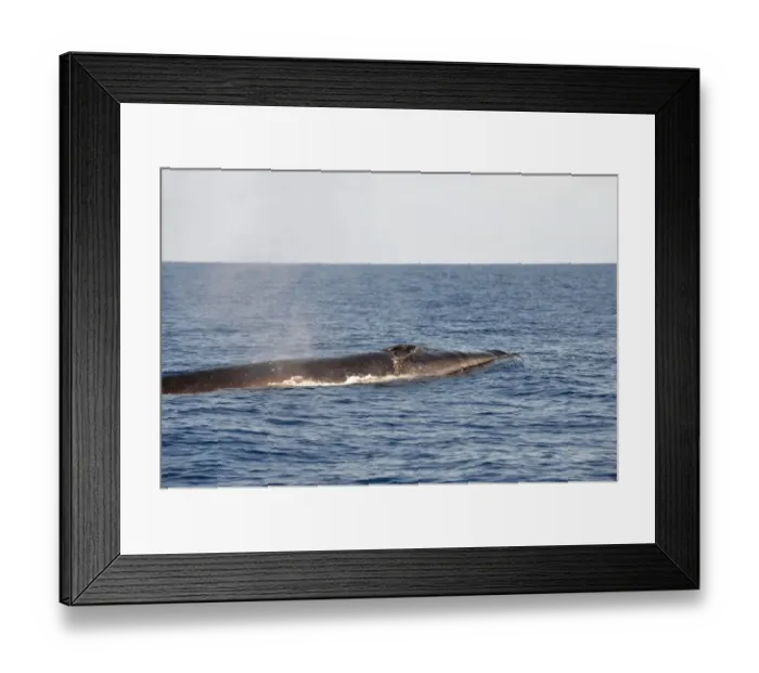 Framed Print : Sei Whale (Balaenoptera borealis) adult, spouting, swimming at surface, Azores, June Framed Print : Sei Whale (Balaenoptera borealis) adult, spouting, swimming at surface, Azores, June