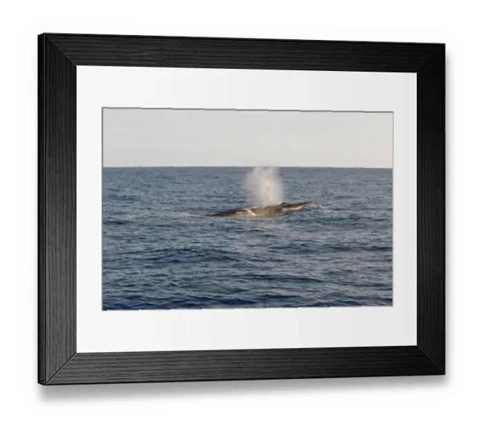 Framed Print : Sei Whale (Balaenoptera borealis) adult, spouting, swimming at surface, Azores, June Framed Print : Sei Whale (Balaenoptera borealis) adult, spouting, swimming at surface, Azores, June