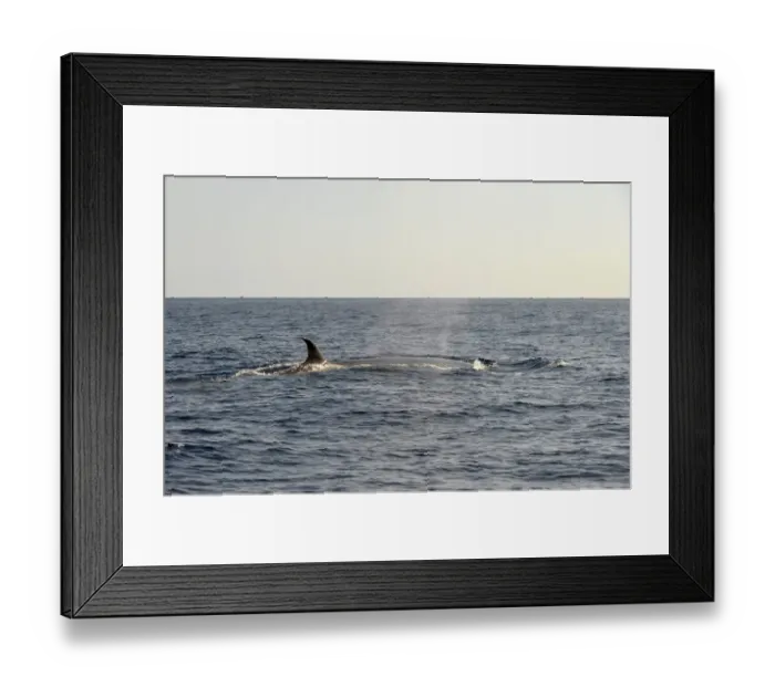 Framed Print : Sei Whale (Balaenoptera borealis) adult, swimming at surface, Azores, June