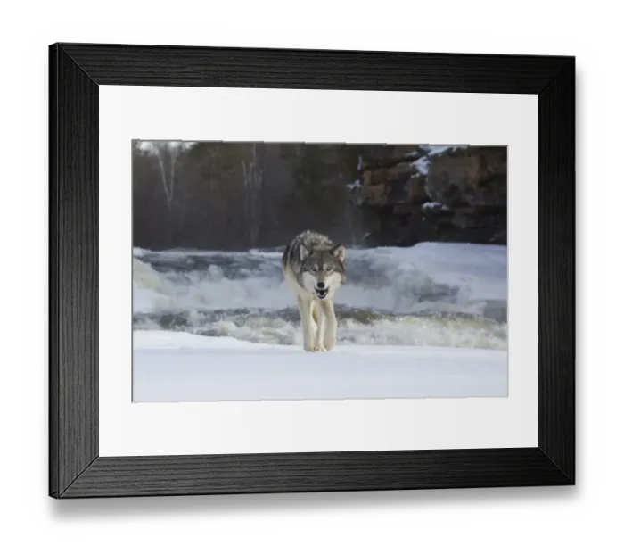 Framed Print : Grey Wolf (Canis lupus) adult, walking on snow beside river rapids, Minnesota, U. S. A. January (captive)