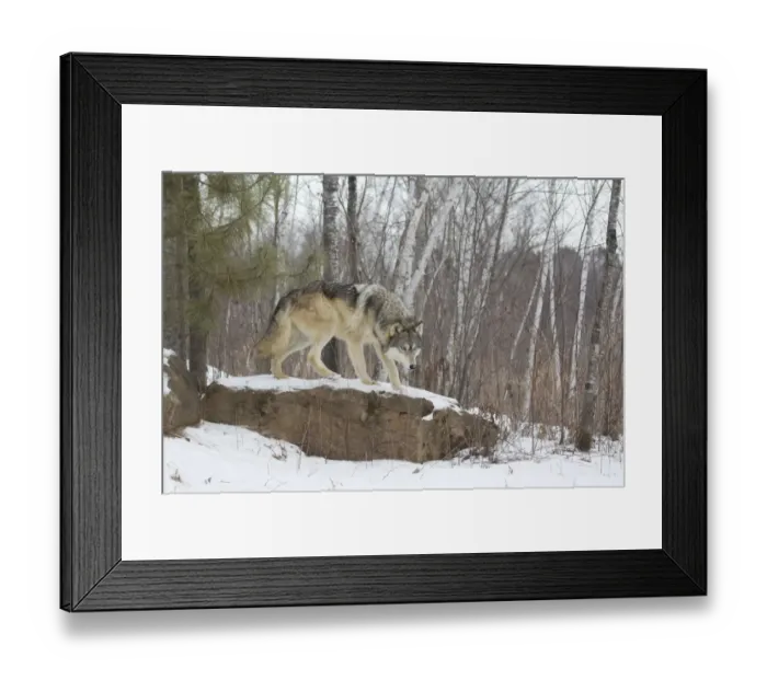Framed Print : Grey Wolf (Canis lupus) adult, standing on snow covered rock in woodland habitat, Minnesota, U. S. A. January (captive) Framed Print : Grey Wolf (Canis lupus) adult, standing on snow covered rock in woodland habitat, Minnesota, U. S. A. January (captive)
