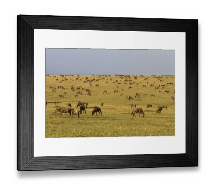 Framed Print : White-bearded Wildebeest (Connochaetus taurinus mearnsi) herd, grazing on migration in savannah habitat Framed Print : White-bearded Wildebeest (Connochaetus taurinus mearnsi) herd, grazing on migration in savannah habitat
