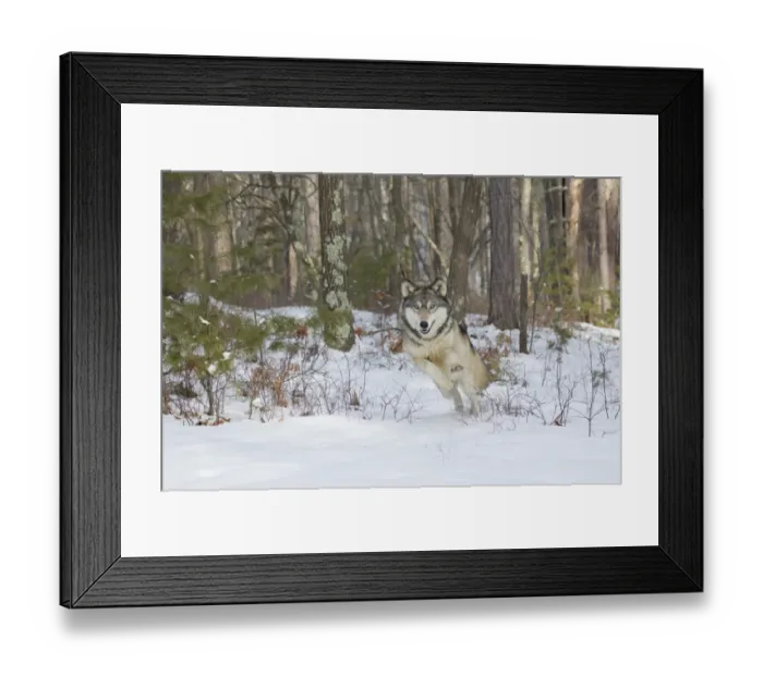 Framed Print : Grey Wolf (Canis lupus) adult, running into snow covered woodland clearing, Minnesota, U. S. A. January (captive)